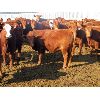 Image 6 : X Bar X Cattle Co. Ltd. - 866# Heifers - 70 Head (Lomond, AB)