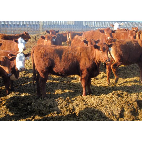 X Bar X Cattle Co. Ltd. - 774# Heifers - 73 Head (Lomond, AB)