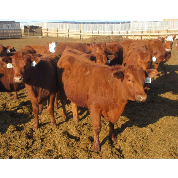 X Bar X Cattle Co. Ltd. - 760# Heifers - 80 Head (Lomond, AB)