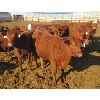 Image 1 : X Bar X Cattle Co. Ltd. - 760# Heifers - 80 Head (Lomond, AB)