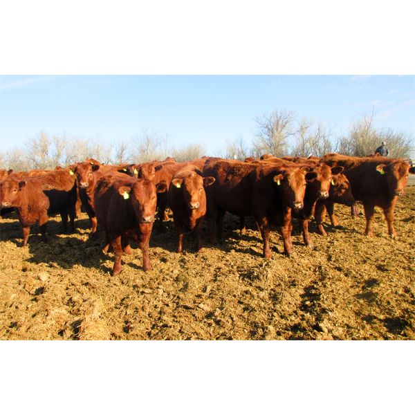 Helland Land & Cattle Co. Ltd. - 826# Heifers - 75 Head (Lomond, AB)
