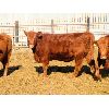 Image 3 : Helland Land & Cattle Co. Ltd. - 826# Heifers - 75 Head (Lomond, AB)