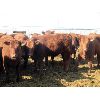 Image 4 : Helland Land & Cattle Co. Ltd. - 826# Heifers - 75 Head (Lomond, AB)