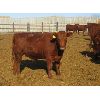 Image 5 : Helland Land & Cattle Co. Ltd. - 826# Heifers - 75 Head (Lomond, AB)