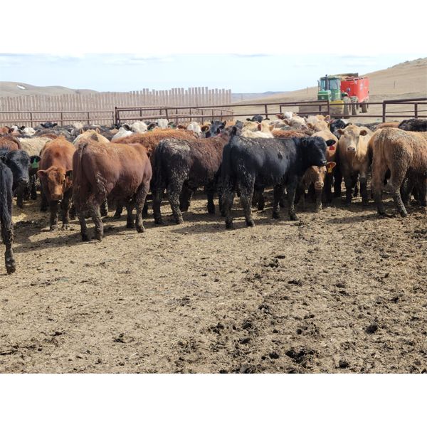 Wyatt & Meg Isaacson - 650# Steers - 93 Head (Killdeer, SK)