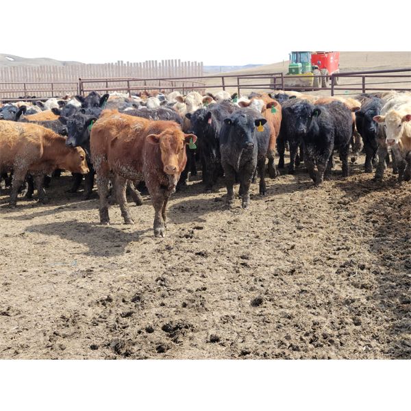 Wyatt & Meg Isaacson - 650# Steers - 186 Head (Killdeer, SK)