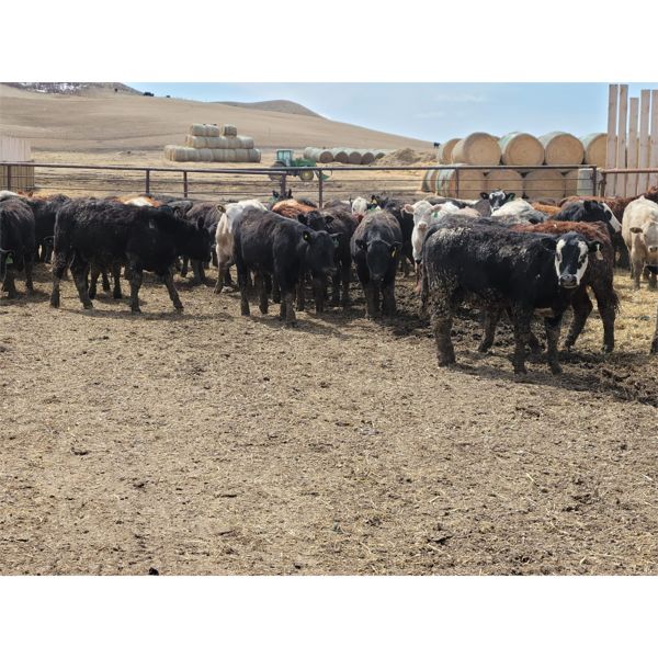 Wyatt & Meg Isaacson - 600# Steers - 100 Head (Killdeer, SK)