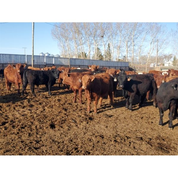 Rosebud Feeders -  665# Steers - 82 Head (Rosebud, AB)