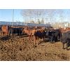 Image 1 : Rosebud Feeders -  665# Steers - 82 Head (Rosebud, AB)