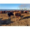 Image 3 : Rosebud Feeders -  665# Steers - 82 Head (Rosebud, AB)