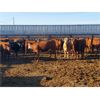 Image 4 : Rosebud Feeders -  665# Steers - 82 Head (Rosebud, AB)
