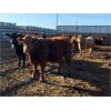 Image 5 : Rosebud Feeders -  665# Steers - 82 Head (Rosebud, AB)