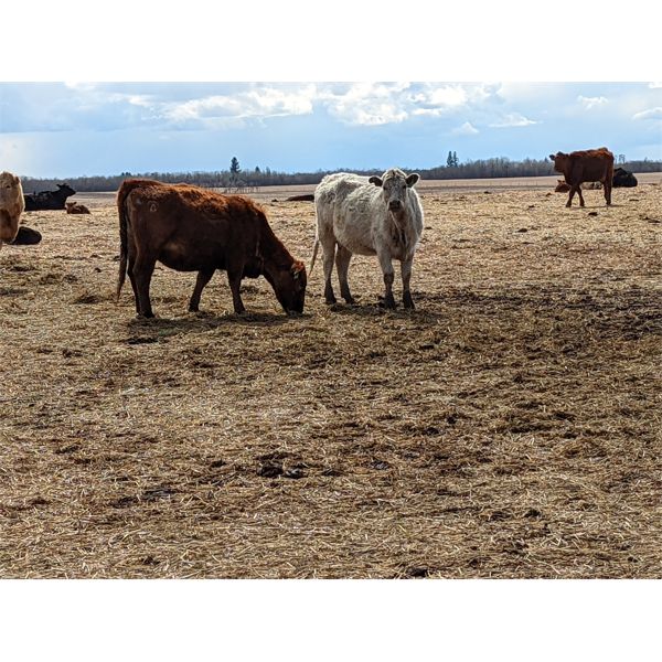 Chris & Al Rowland - 25 1st Calf Char X Pairs (Halkirk, AB)