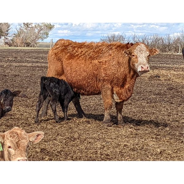 Chris & Al Rowland - 16 Mature Cow/Calf Pairs (Halkirk, AB)