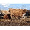 Image 3 : Chris & Al Rowland - 16 Mature Cow/Calf Pairs (Halkirk, AB)
