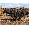 Image 4 : Chris & Al Rowland - 16 Mature Cow/Calf Pairs (Halkirk, AB)