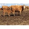 Image 8 : Chris & Al Rowland - 16 Mature Cow/Calf Pairs (Halkirk, AB)