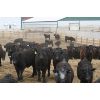 Image 3 : Beumer Cattle Company - 685# Steers - 88 Head (Readymade, AB)