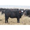 Image 2 : Beumer Cattle Company - 685# Steers - 88 Head (Readymade, AB)