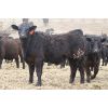 Image 7 : Beumer Cattle Company - 685# Steers - 88 Head (Readymade, AB)
