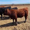 Image 7 : JT Cholin Farms - 825# Steers - 75 Head (Kerrobert, SK)