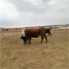 Image 2 : Burnt Out Creek Ranch - 35 Red Angus X Pairs (Arborfield, SK)