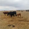 Image 3 : Burnt Out Creek Ranch - 35 Red Angus X Pairs (Arborfield, SK)