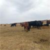 Image 4 : Burnt Out Creek Ranch - 35 Red Angus X Pairs (Arborfield, SK)