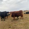 Image 5 : Burnt Out Creek Ranch - 35 Red Angus X Pairs (Arborfield, SK)