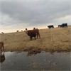 Image 6 : Burnt Out Creek Ranch - 35 Red Angus X Pairs (Arborfield, SK)