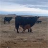 Image 1 : Burnt Out Creek Ranch - 35 Black Angus X Pairs (Arborfield, SK)