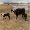 Image 2 : Burnt Out Creek Ranch - 35 Black Angus X Pairs (Arborfield, SK)