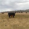 Image 4 : Burnt Out Creek Ranch - 35 Black Angus X Pairs (Arborfield, SK)