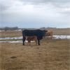 Image 5 : Burnt Out Creek Ranch - 35 Black Angus X Pairs (Arborfield, SK)