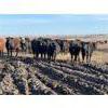 Image 13 : Monarc Enterprises Inc.  - 775# Steers - 80 Head (Cromer, MB)