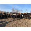 Image 2 : Monarc Enterprises Inc.  - 775# Steers - 80 Head (Cromer, MB)