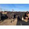 Image 3 : Monarc Enterprises Inc.  - 775# Steers - 80 Head (Cromer, MB)