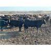 Image 5 : Monarc Enterprises Inc.  - 775# Steers - 80 Head (Cromer, MB)
