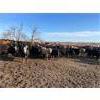 Image 6 : Monarc Enterprises Inc.  - 775# Steers - 80 Head (Cromer, MB)
