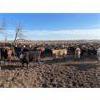 Image 9 : Monarc Enterprises Inc.  - 775# Steers - 80 Head (Cromer, MB)