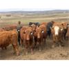 Image 1 : Midpoint Farms - 1025# Steers - 240 Head (Drayton Valley, AB)