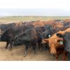 Image 2 : Midpoint Farms - 1025# Steers - 240 Head (Drayton Valley, AB)