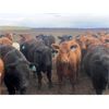 Image 3 : Midpoint Farms - 1025# Steers - 240 Head (Drayton Valley, AB)