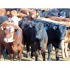 Image 2 : Doerksen Farms Customer - 690# Heifers - 90 Head (Gem, AB)
