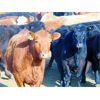 Image 5 : Doerksen Farms Customer - 690# Heifers - 90 Head (Gem, AB)