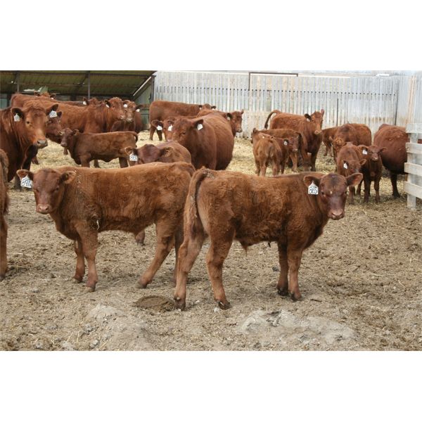 Marty & Michelle Van Reeuwyk - 17 Red 1st Calf Pairs (Tempest, AB)