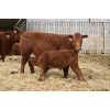 Image 2 : Marty & Michelle Van Reeuwyk - 17 Red 1st Calf Pairs (Tempest, AB)