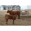 Image 3 : Marty & Michelle Van Reeuwyk - 17 Red 1st Calf Pairs (Tempest, AB)