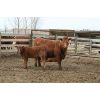Image 4 : Marty & Michelle Van Reeuwyk - 17 Red 1st Calf Pairs (Tempest, AB)