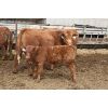 Image 5 : Marty & Michelle Van Reeuwyk - 17 Red 1st Calf Pairs (Tempest, AB)